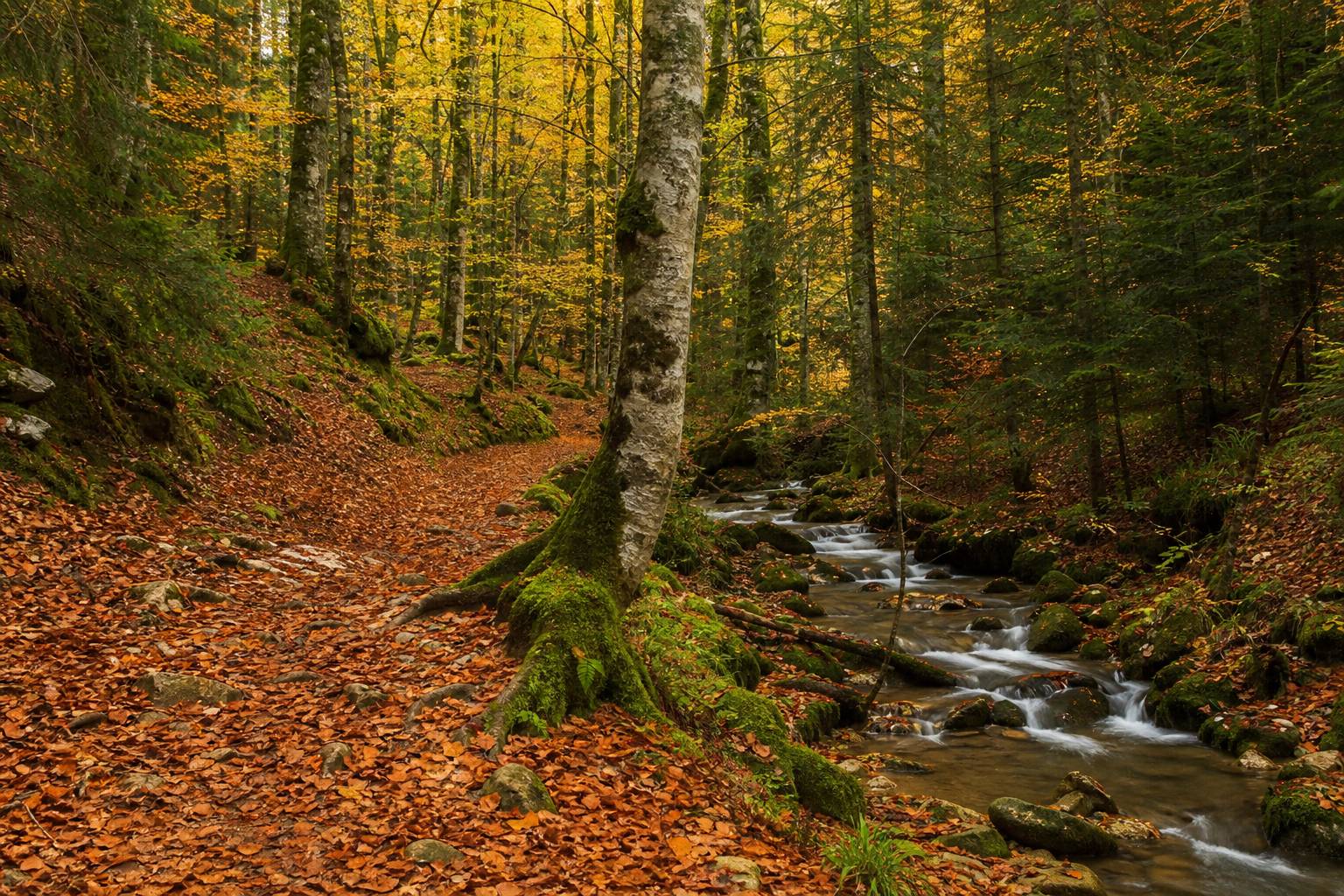 Ruta por la Selva de Irati en otoño